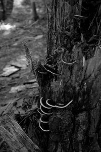 Close-up of tree trunk