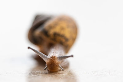 Close-up of snail on white background