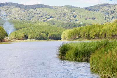 Scenic view of lake by trees