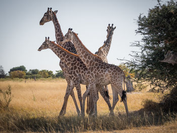 Group of giraffes standing on field against sky, moremi game reserve, botswana, africa