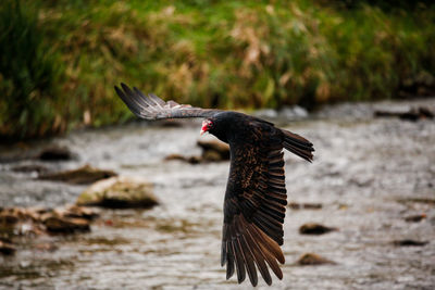 Close-up of bird flying