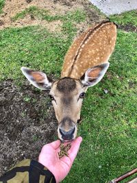 Close-up of deer on field