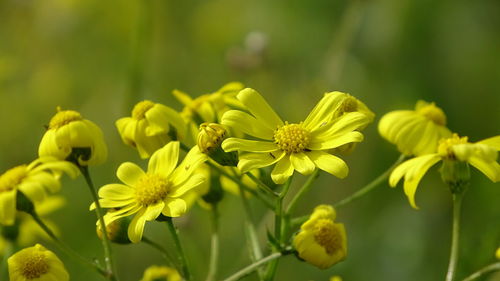 Close-up of yellow flowering plant