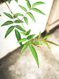 Close-up of a plant