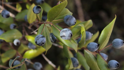 Close-up of fruits growing on plant