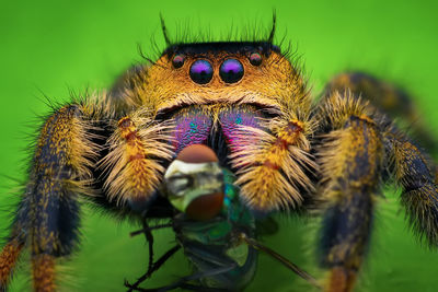 Close-up of spider