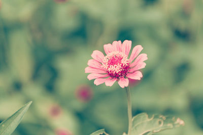 Close-up of pink flower