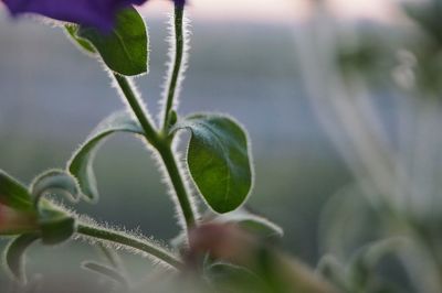 Close-up of flowering plant