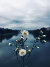 Close-up of flowering plant by lake