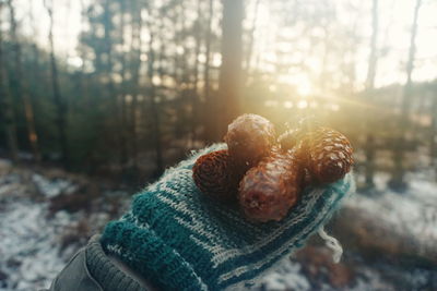 Cropped image of hand holding pine cones in forest during winter