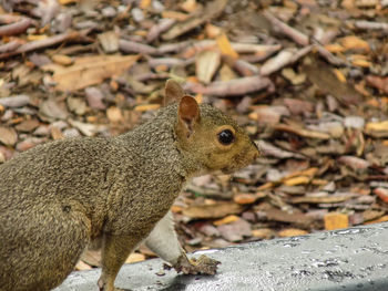 Close-up of squirrel