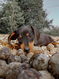 Portrait of dog