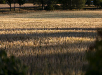 Crops growing on field