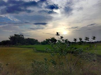 Scenic view of grassy field against sky during sunset