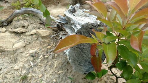 Close-up of leaves