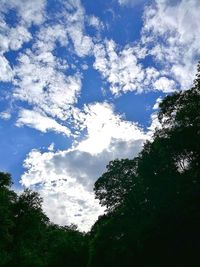 Low angle view of trees against sky