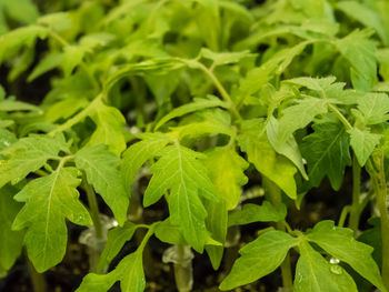 Full frame shot of green leaves