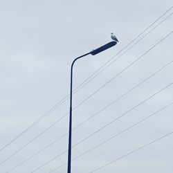 Low angle view of bird perching on cable against sky