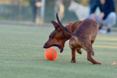 Dog with ball in mouth