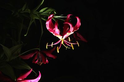 Close-up of pink flowers