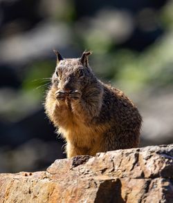 Ground squirrel eating while perched on a rock