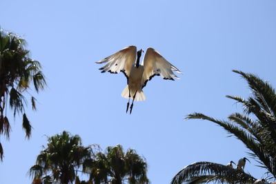 Low angle view of coconut palm trees against clear sky