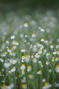 Close-up of flowering plant on field