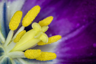 Close-up of yellow flowering plant