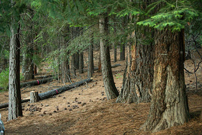 Trees in forest