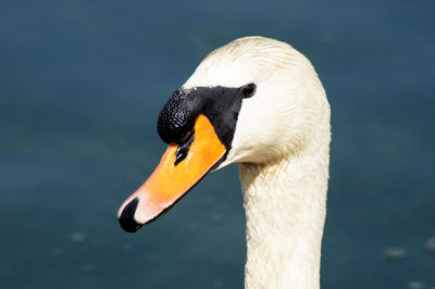 Close-up of swan swimming in lake