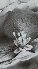 Close-up of dry leaves