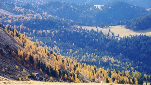 Panoramic view of pine trees in forest during winter