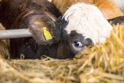 Close-up of cow