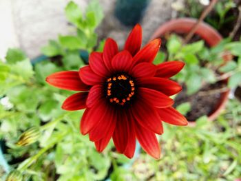 Close-up of red flower