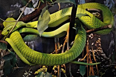 Close-up of east african green mamba on tree