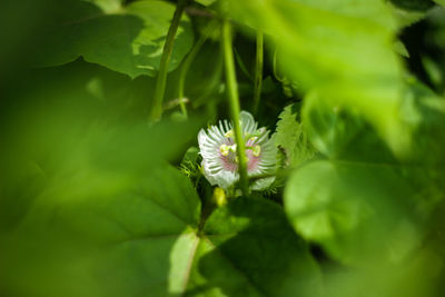 Close-up of white flowering plant