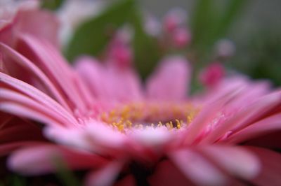 Close-up of pink flower