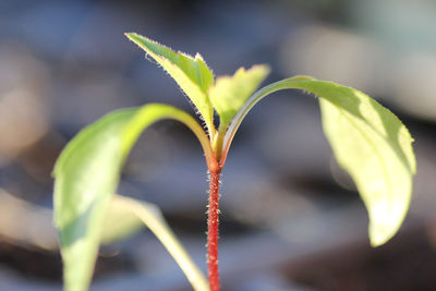 Close-up of plant