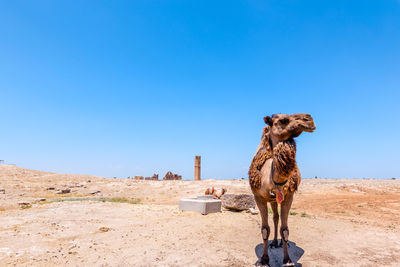 View of a horse in desert