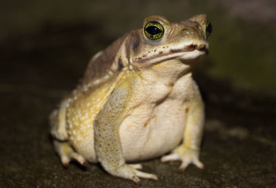 Close-up of a lizard on a field