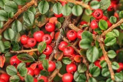 Close-up of cherries growing on tree