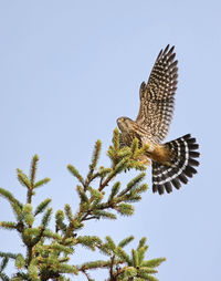 Low angle view of bird perching on plant against clear sky