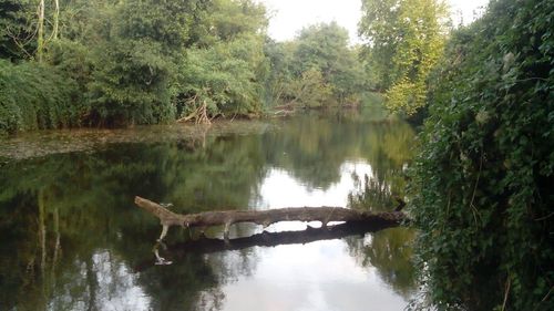 Reflection of trees in water