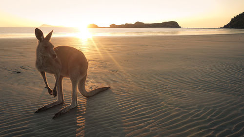 Kangaroo on beach against sky during sunset