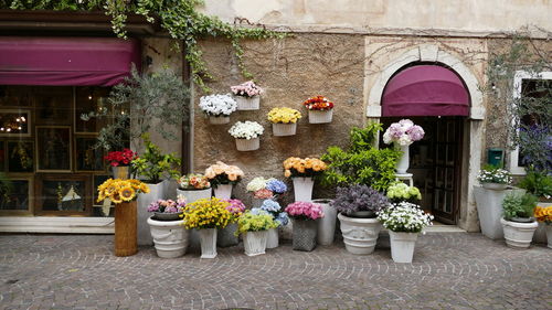 Potted plants outside building