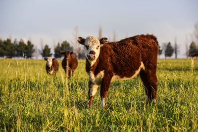 Horse grazing on field