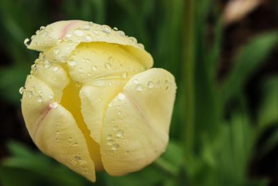 Close-up of wet flower blooming outdoors