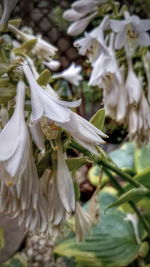 Close-up of white flowers