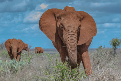 Close-up of elephant on field against sky