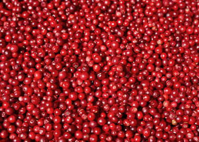 Lingonberry 